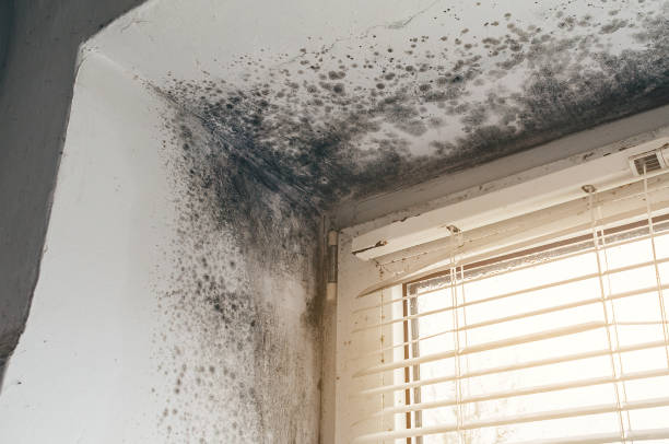 Affordable Basement Mold Removal solutions in Loganton, PA